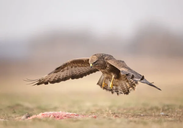 Oiseau de proie buse — Photo