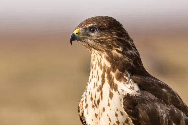 Oiseau de proie buse — Photo