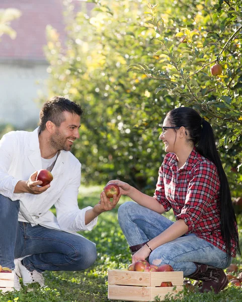 Mann schenkt Mädchen im Obstgarten Apfel — Stockfoto