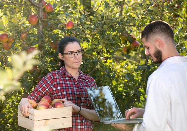 Agrónomo y agricultor en huerto de manzanas — Foto de Stock