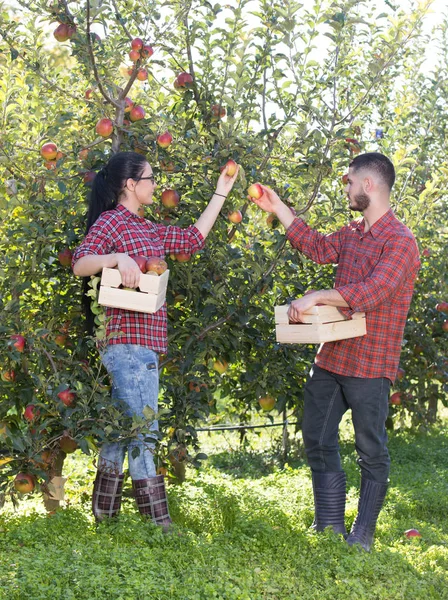Agricultores cosechando manzanas en huerto — Foto de Stock