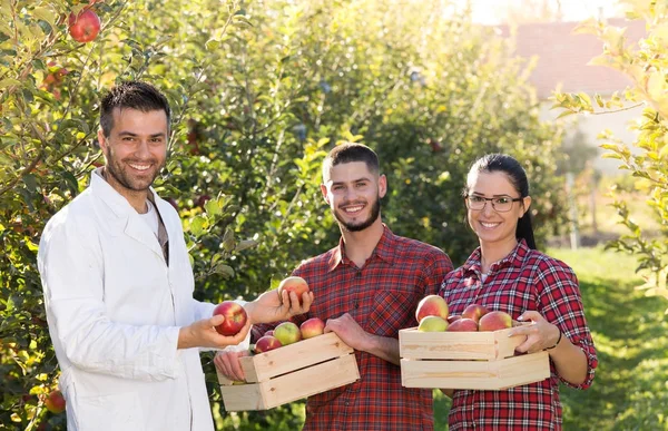 Agrónomo y agricultores en huerto de manzanas — Foto de Stock