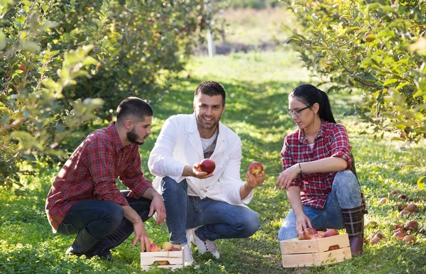 Agronomiste et agriculteurs dans un verger de pommiers — Photo