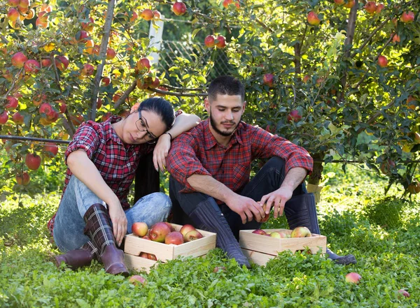 Agricultores cansados en huerto de manzanas — Foto de Stock