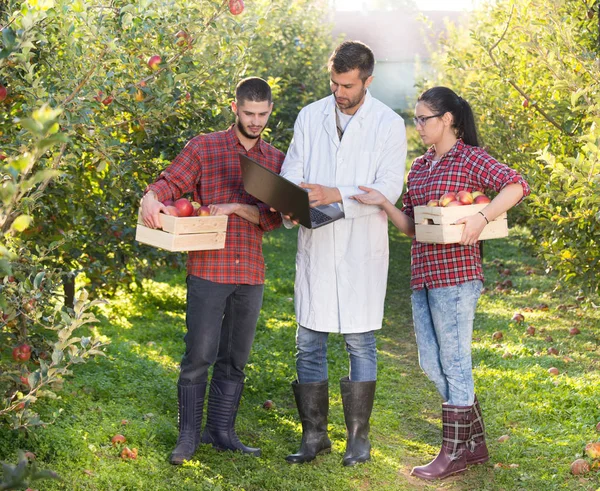 Agronomit en boeren in de appelboomgaard — Stockfoto