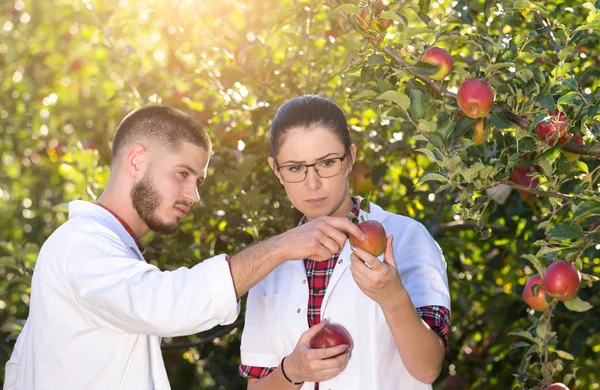 Landbouwdeskundigen controleren van appelen in boomgaard — Stockfoto