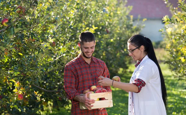 Agricultor e agrônomo em pomar de maçã — Fotografia de Stock