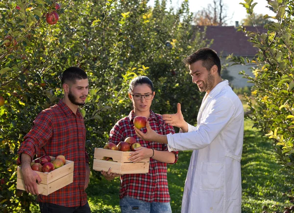 Agronomiste et agriculteurs dans un verger de pommiers — Photo