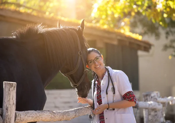 Veterinario con caballo en granja —  Fotos de Stock