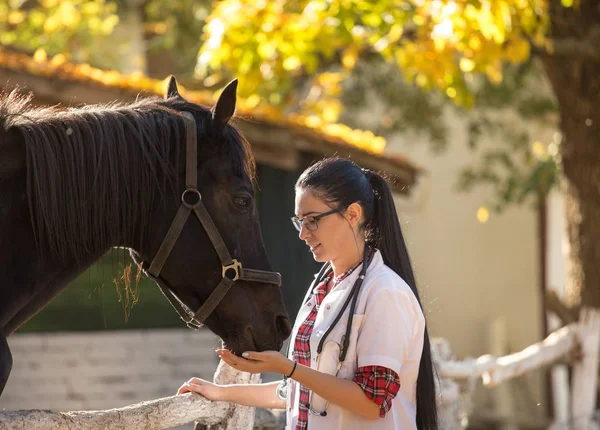Ветеринар с лошадью на ферме — стоковое фото