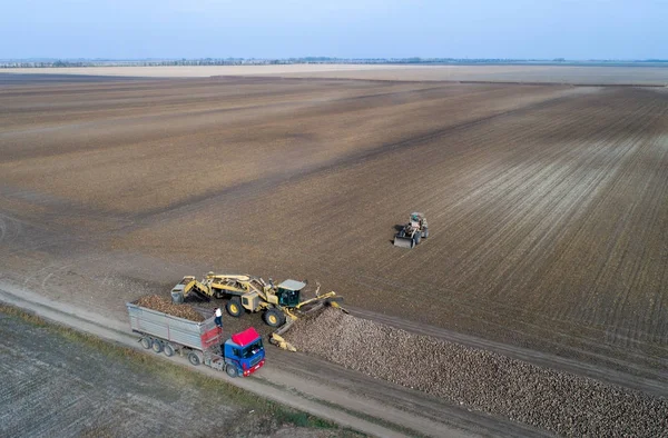 Sugar beet harvest — Stock Photo, Image