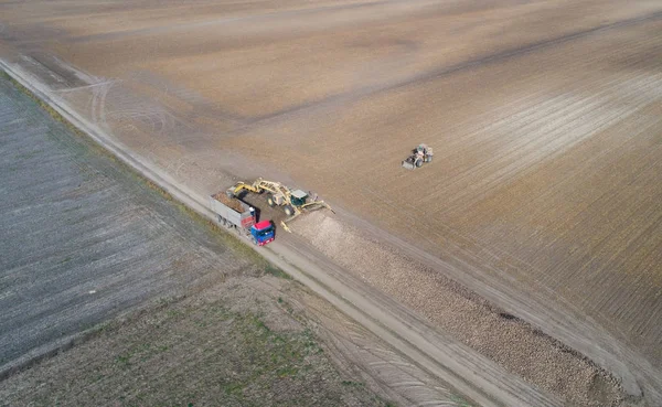 Sugar beet harvest — Stock Photo, Image