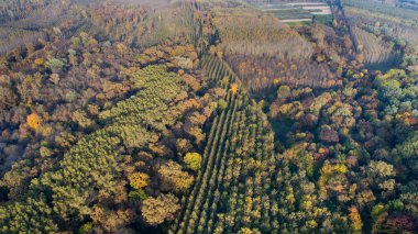 Aerial view of forest in autumn clipart