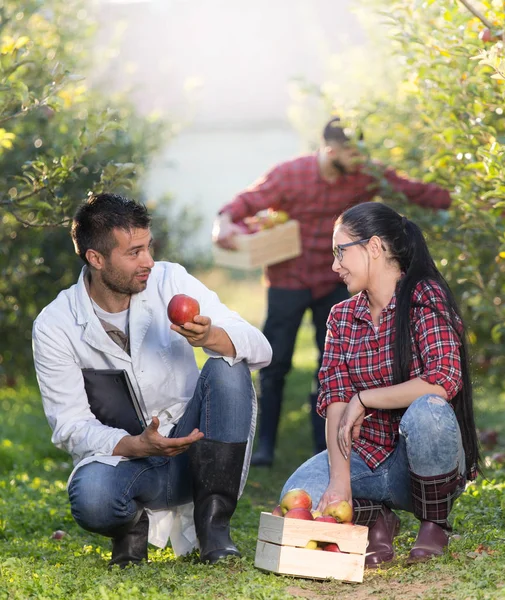Agronom und Bauern im Apfelgarten — Stockfoto