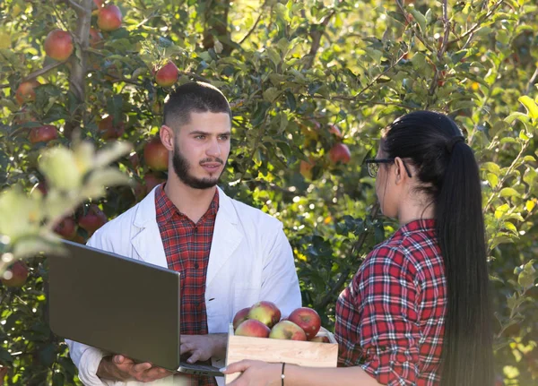 Landbouwingenieur en boer in appelboomgaard — Stockfoto