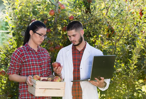 Agrónomo y agricultor en huerto de manzanas — Foto de Stock