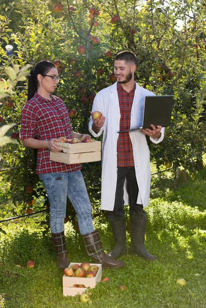 Agronomista e agricultor em pomar de maçã — Fotografia de Stock