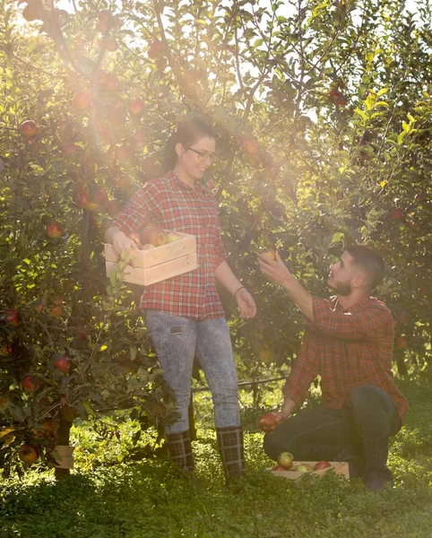 Agriculteurs dans le verger de pommes — Photo