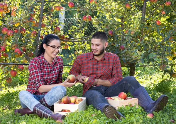 Agricultores descansando en huerto de manzanas — Foto de Stock
