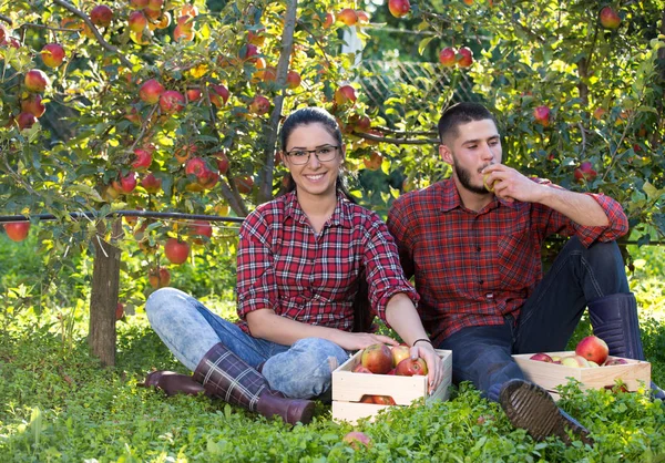 Agricultores descansando en huerto de manzanas — Foto de Stock