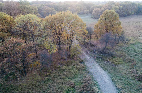 Vista aérea de los bosques y animales salvajes —  Fotos de Stock