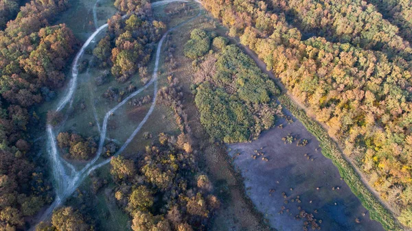 Vista aérea del bosque en otoño — Foto de Stock
