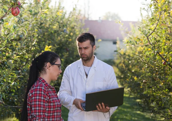 Agronomista e agricultor em pomar de maçã — Fotografia de Stock