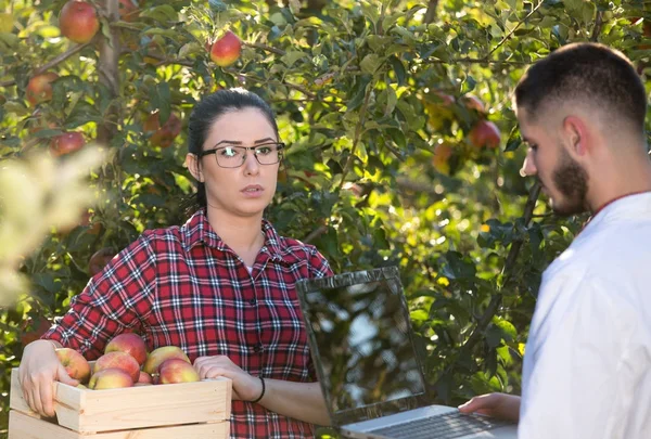 Agrónomo y agricultor en huerto de manzanas — Foto de Stock