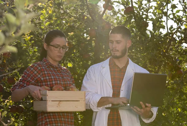 Agrónomo y agricultor en huerto de manzanas — Foto de Stock
