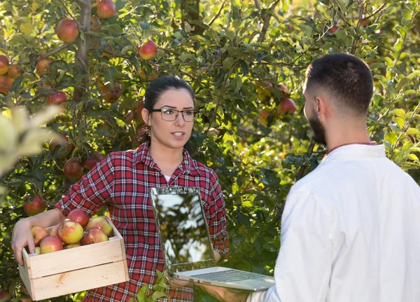 Agrónomo y agricultor en huerto de manzanas — Foto de Stock