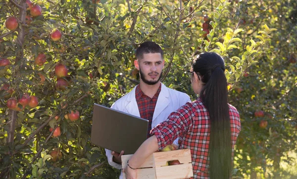 Agrónomo y agricultor en huerto de manzanas — Foto de Stock