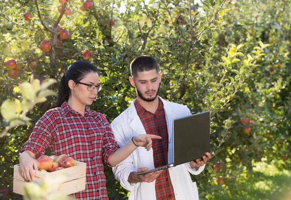 Agronómusok és mezőgazdasági termelő almaültetvényben — Stock Fotó