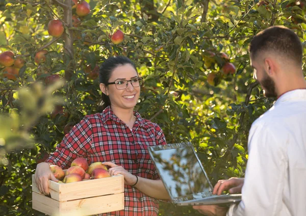 농업 경제 학자 및 사과 과수원에서 농부 — 스톡 사진