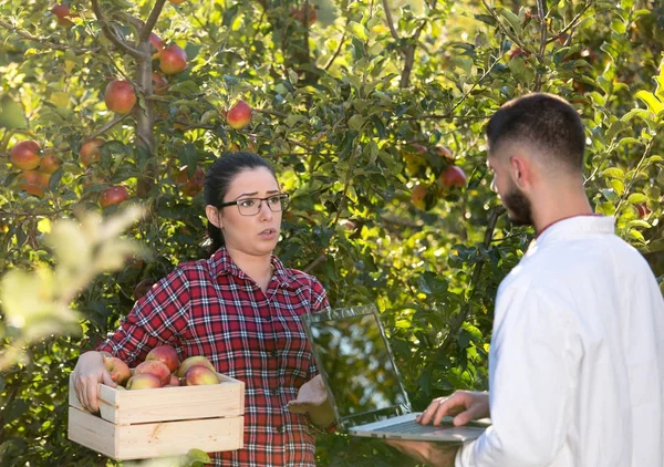 Agrónomo y agricultor en huerto de manzanas — Foto de Stock