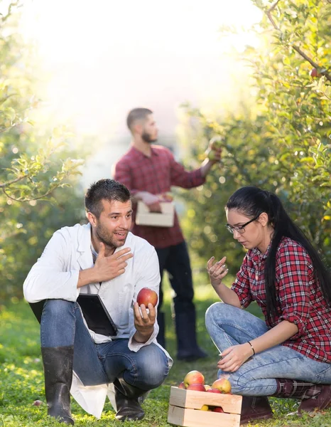 Agrónomo y agricultores en huerto de manzanas — Foto de Stock