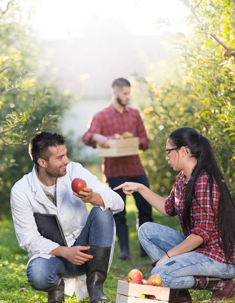 Agronomit en boeren in de appelboomgaard — Stockfoto