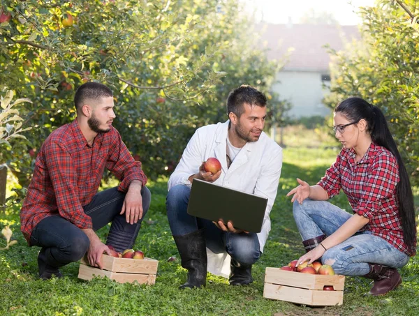 Agrónomo y agricultores en huerto de manzanas — Foto de Stock