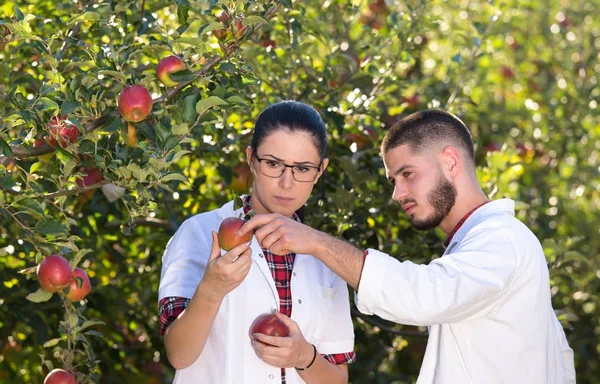 Agrónomos revisando manzanas en huerto — Foto de Stock