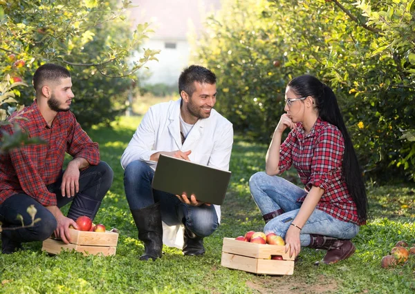 Landbouwingenieur en boeren in de appelboomgaard — Stockfoto
