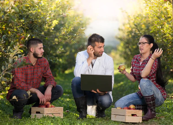 Landbouwingenieur en boeren in de appelboomgaard — Stockfoto