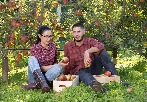 Elma meyve bahçesinde oturan çiftçi — Stok fotoğraf