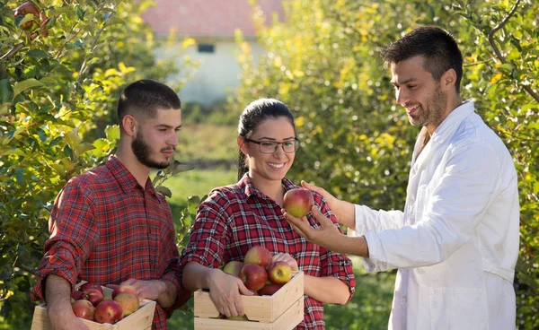Agrónomo y agricultores en huerto de manzanas — Foto de Stock