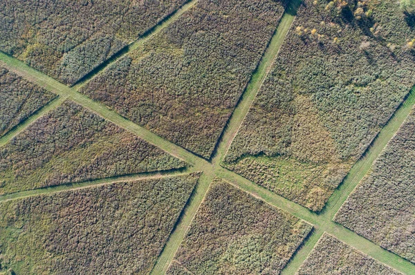 Vista superior del campo de caña con caminos — Foto de Stock