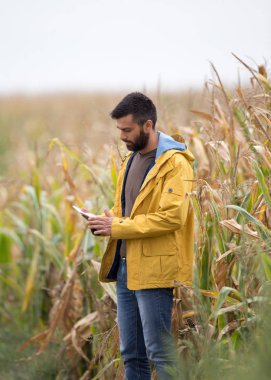 Mısır alanında tablet ile çiftçi
