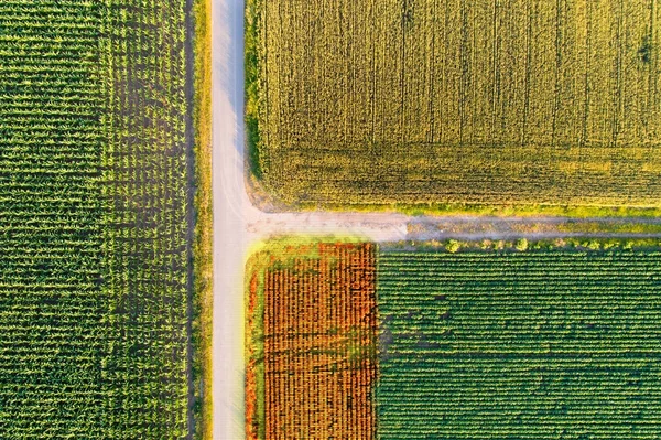 Los campos agrícolas brotan de drones —  Fotos de Stock