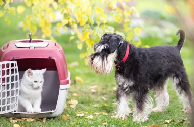 Köpek ve kedi ciğeri taşıyıcı
