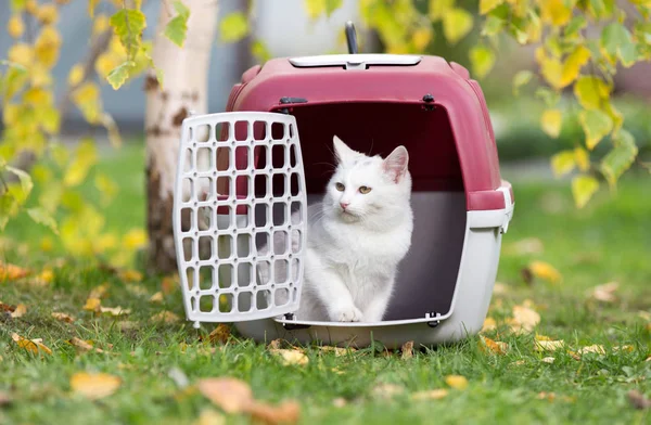 Gato branco em transportador de plástico no parque — Fotografia de Stock