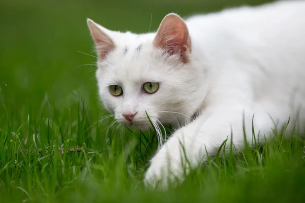 Белая кошка прокрадывается по траве — стоковое фото