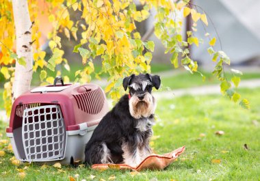 Köpek park taşıyıcıya yanında