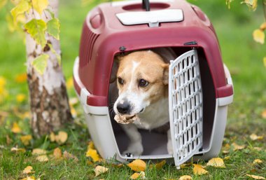 Köpek taşıyıcıya çimenlerin üzerinde